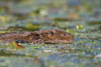 Water vole © Tom Marshall