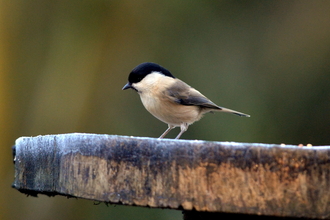 A willow tit stood on a log (C)Adam Jones