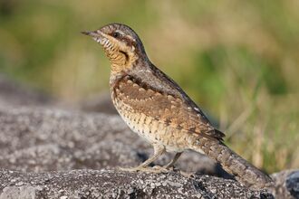 A wryneck standing on a rock