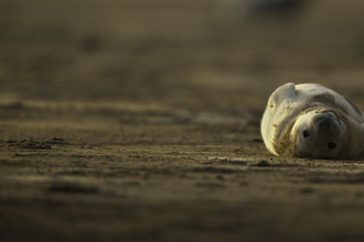 Grey seal (C) Neil Aldridge