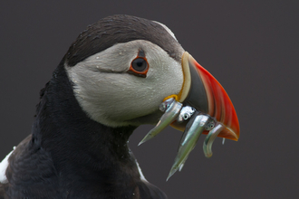 A puffin looking over its shoulder, back at the camera holding a beak full of sandeels. Image by Mike Snelle.