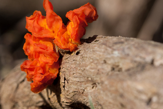 Orange brain fungus on log