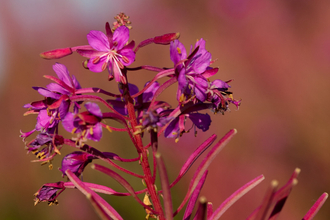 Rosebay Willowherb (c) Vaughn Matthews