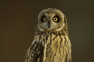 Short eared owl