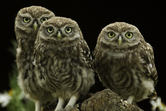 Three little owls perched on a post - (C) Russell Savory