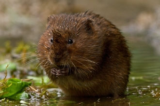 water vole eating something in its front paws on the water