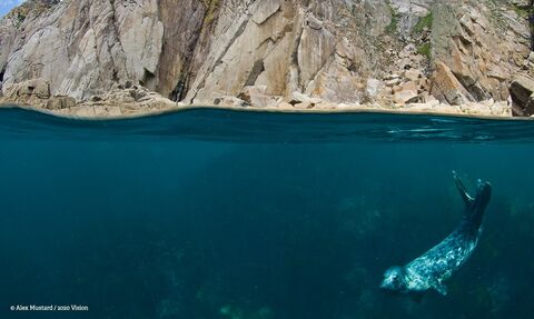 Seal Swimming. Credit - Alex Mustard