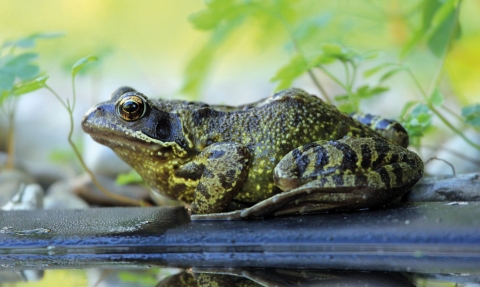 Common frog © Jim Higham
