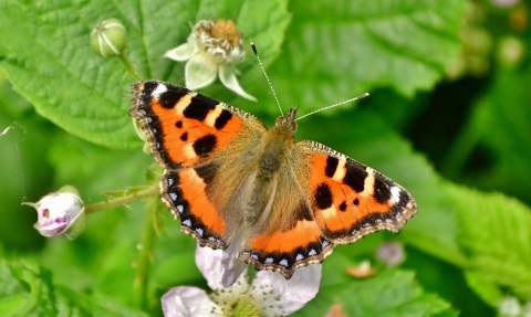 Small Tortoiseshell © Matthew Christou 2019