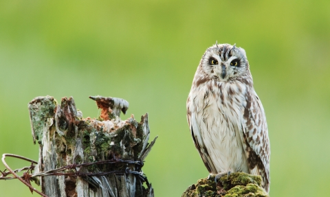 Short-eared owl