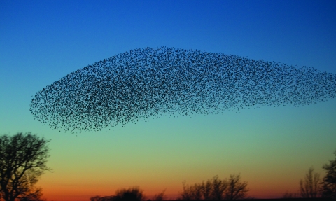 Starlings