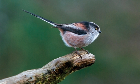 Long-tailed tit