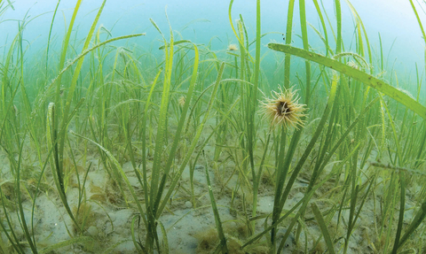 Seagrass (c) Paul Naylor