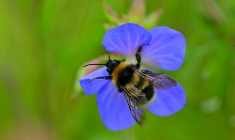 Garden bumblebee (c) Chris Gomersall