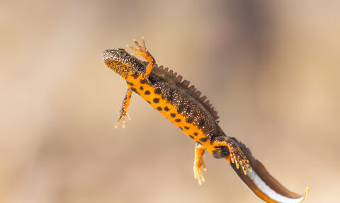 A photograph of a great crested newt, swimming in water. You can see the white stripe of it's tail and it's orange underside.