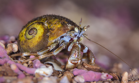 Common hermit crab (c) Alexander Mustard