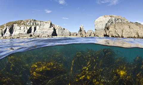 Kelp under the sea (c) Alexander Mustard