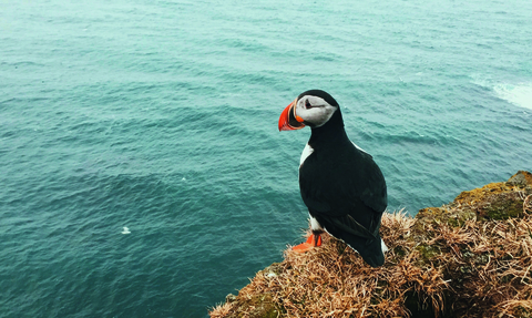 A solitary puffin stands on a cliff edge overlooking the ocean.
