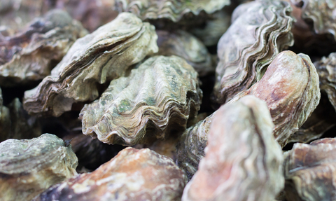 A group of oysters