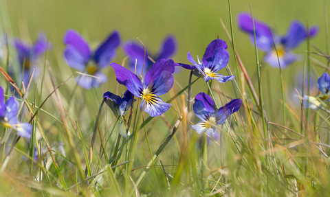 Purple mountain pansies growing in a grassy field..