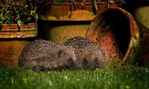 Two hedgehogs together in a garden