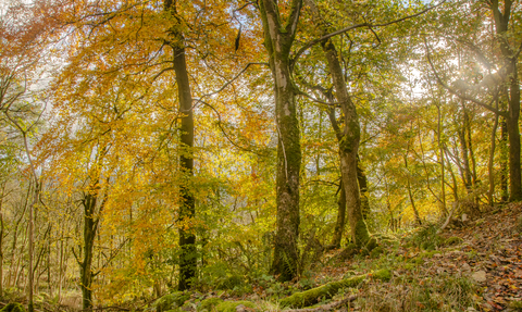Autumn coloured woodland