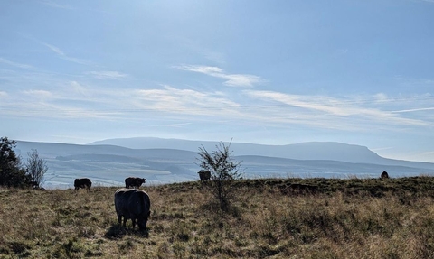 Cows grazing on a mountain top field in the Yorkshire Dales. 