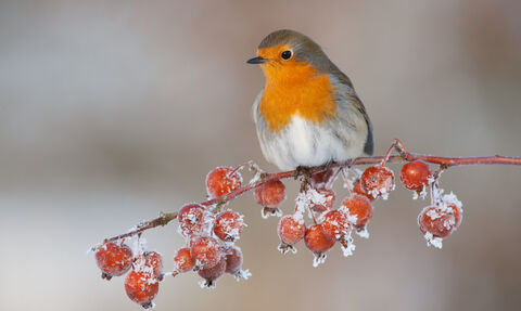 A robin perched on a branch of frosty crab apples