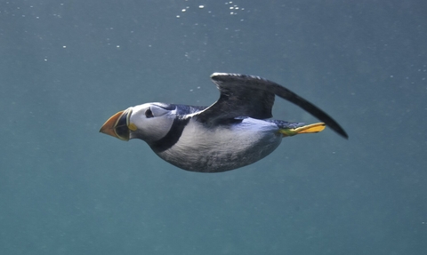 A puffin swims underwater.