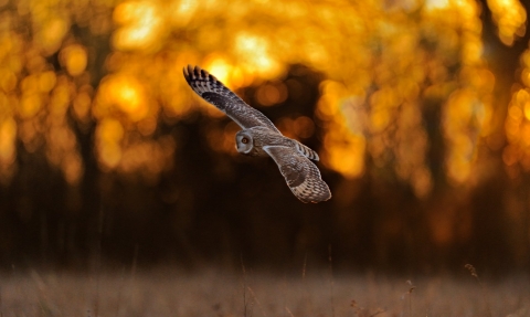 Owl at sunset