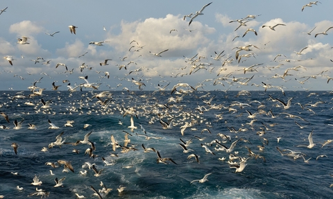 Gannets (c) Chris Gomersall