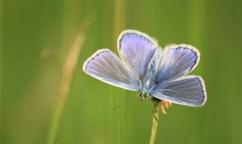 A common blue butterfly perched on a blade of grass.