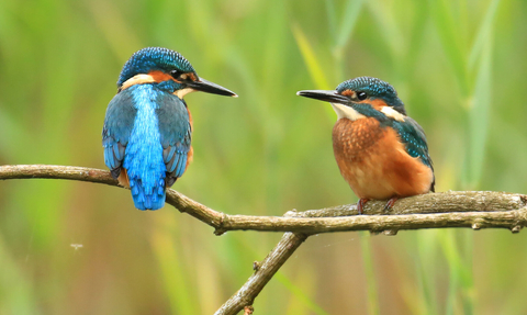Two kingfishers perched on a branch. Photo by Jon Hawkins.