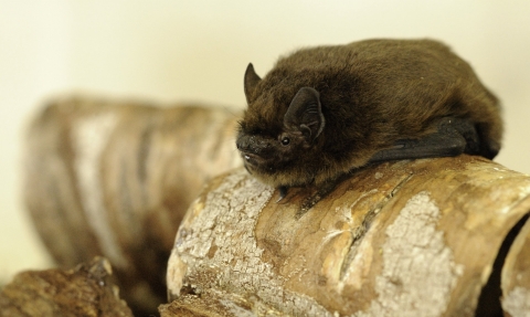 Common pipistrelle © Amy Lewis