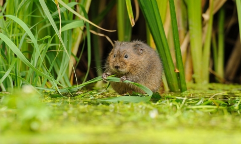 Water vole © Terry Whittaker/2020VISION