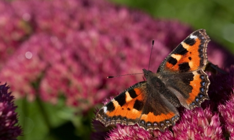 Small tortoiseshell butterfly (c) Vaughn Matthews