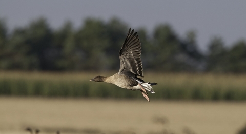 Canada goose uk vacancies top