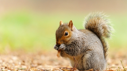 Grey squirrel