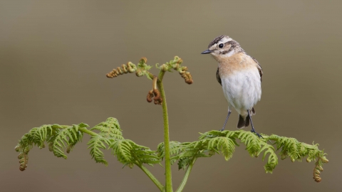 Whinchat