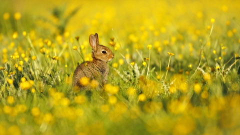 Rabbit kit