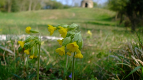 Chafer Wood Nature Reserve - Laura Popely