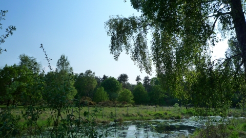 Allerthorpe Common - Kirsty Brown