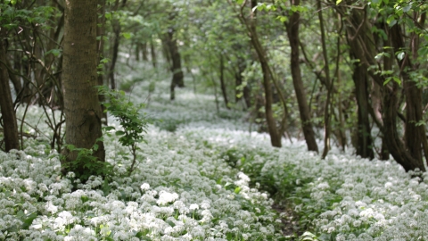 Hetchell Wood Nature Reserve - Joanna Richards