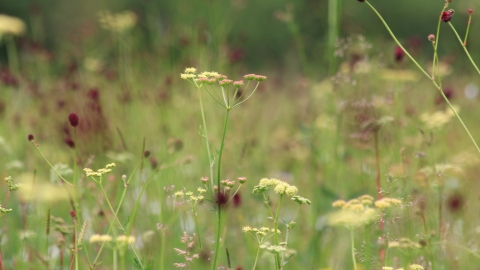 Fen Carr Nature Reserve - Jim Horsfall