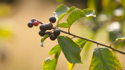 Alder Buckthorn