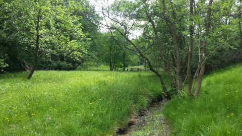 Ashberry Nature Reserve - Jono Leadley