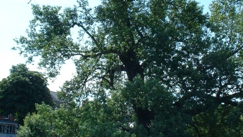 Black Poplar