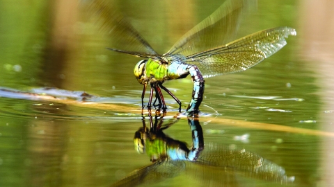 Emperor dragonfly - Les Gibbon