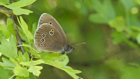 Ringlet