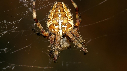Garden Spider Yorkshire Wildlife Trust